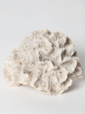 Antique natural brain coral