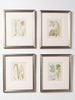 Antique 19th century hand coloured seaweed prints in bespoke silver gilt frames