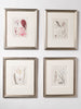 Antique 19th century hand coloured seaweed prints in bespoke silver gilt frames