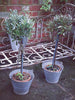 Vintage Galvanised Small buckets - Decorative Antiques UK  - 1