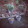 Vintage Galvanised Small buckets - Decorative Antiques UK  - 2