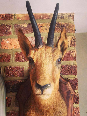 Taxidermy Deer head mounted on original oak shield - Decorative Antiques UK  - 1