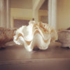 Stunning Complete Giant Clam Shell/Tridacna gigas - Decorative Antiques UK  - 1