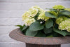 Pair of 20th Century Cast Iron Urns on Plinths - Decorative Antiques UK  - 2