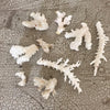 Collection of Vintage Finger Coral Fragments - Decorative Antiques UK - 3