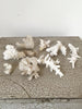 Collection of Vintage Finger Coral Fragments - Decorative Antiques UK - 1