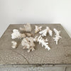 Collection of Vintage Finger Coral Fragments - Decorative Antiques UK - 2