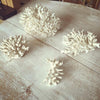 Gorgeous Collection of Vintage White Coral - Decorative Antiques UK  - 7