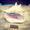 Lovely Large Conch Shell - Decorative Antiques UK - 3