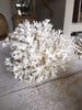 Gorgeous Collection of Vintage White Coral - Decorative Antiques UK  - 4