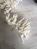 Gorgeous Collection of Vintage White Coral - Decorative Antiques UK  - 9