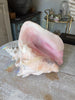 Lovely Large Conch Shell - Decorative Antiques UK - 13