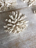 Gorgeous Collection of Vintage White Coral - Decorative Antiques UK  - 10
