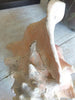 Lovely Large Conch Shell - Decorative Antiques UK - 12