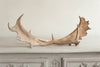 Pair Vintage Fallow Deer Antlers - Decorative Antiques UK - 2