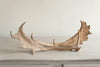 Pair Vintage Fallow Deer Antlers - Decorative Antiques UK - 3