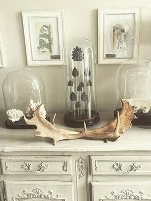Pair Vintage Fallow Deer Antlers - Decorative Antiques UK - 1