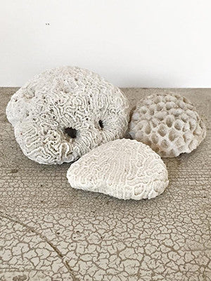 Gorgeous Trio Vintage Coral - Decorative Antiques UK  - 1