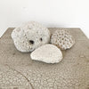 Gorgeous Trio Vintage Coral - Decorative Antiques UK  - 2