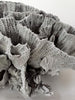 Large Rare Vintage Cabbage Coral - Decorative Antiques UK  - 2