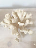 Collection Vintage Sea Coral - Decorative Antiques UK - 2
