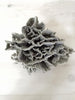 Large Rare Vintage Cabbage Coral - Decorative Antiques UK  - 5