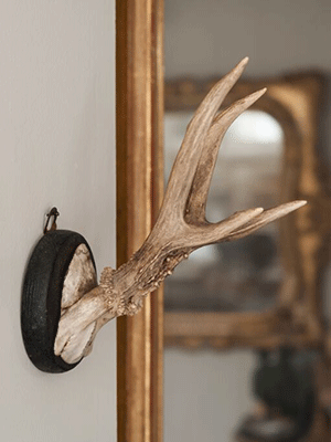 Collection of Antique Roe deer antlers mounted on circular shields - Decorative Antiques UK - 1