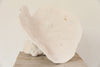 Beautiful Collection of Vintage "Elephant Ear Mushroom" Coral - Decorative Antiques UK - 9