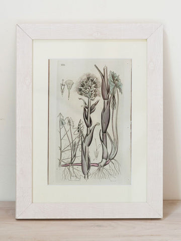 Framed Antique Swedish Botanical bookplates