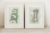 Framed Antique Swedish Botanical bookplates