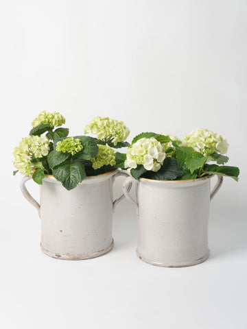 Antique Italian White Confit Pots with yellow rim