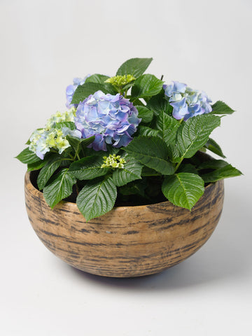 Antique Swedish Root Knot Bowl