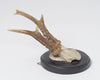 Antique Roe deer antlers mounted on circular shield