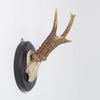 Antique Roe deer antlers mounted on circular shield