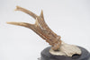 Antique Roe deer antlers mounted on circular shield