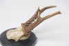 Antique Roe deer antlers mounted on circular shield
