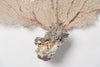 Natural Sea Fan Coral with cream/lilac colouring