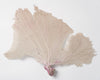 Natural Sea Fan Coral with cream/lilac colouring