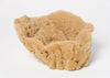 Natural Vintage Sea Sponge