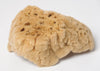 Natural Vintage Sea Sponge