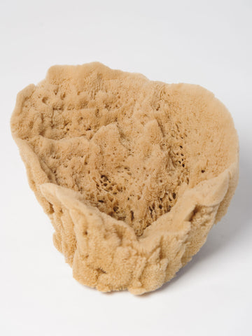 Natural Vintage Sea Sponge