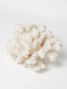 Antique White Sea Coral