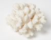 Antique White Sea Coral