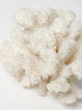 Antique White Sea Coral