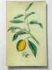Authentic John Derian Company Citrus Medica Glass Tray/Platter