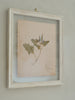 Antique French Herbariums Framed