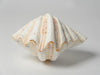 Beautiful Complete Large Clam Shell