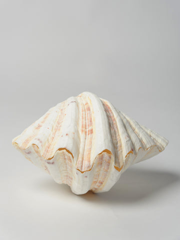 Beautiful Complete Large Clam Shell