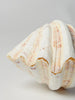 Beautiful Complete Large Clam Shell