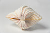 Beautiful Complete Large Clam Shell